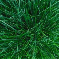 Talen Tools Verticuteerhark Los