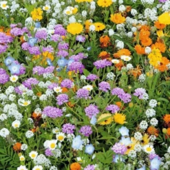 MRS Seeds & Mixtures Rotstuinen Bloemenmix 1 Jarig