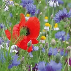 Tuinwinkel -Tuinwinkel image 204