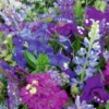 MRS Seeds & Mixtures Zomerbloemen - Blauwe Tinten Mix -Tuinwinkel image 206