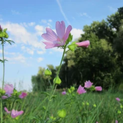 Tuinwinkel 8 MRS Seeds & Mixtures Bosrand Bloemenmengsel Schaduw Inheems - Meerjarig