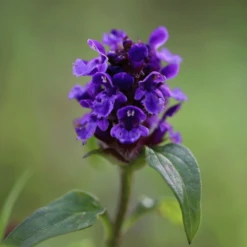 Tuinwinkel -Tuinwinkel image 219