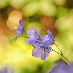 MRS Seeds & Mixtures Bosrand Bloemenmengsel Schaduw Inheems - Meerjarig -Tuinwinkel image 221