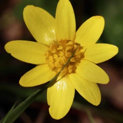 MRS Seeds & Mixtures Bosrand Bloemenmengsel Schaduw Inheems - Meerjarig -Tuinwinkel image 223