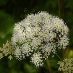 MRS Seeds & Mixtures Bosrand Bloemenmengsel Schaduw Inheems - Meerjarig -Tuinwinkel image 224