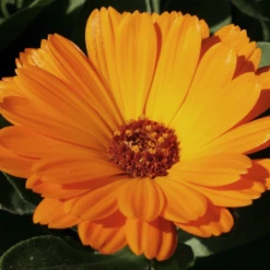 MRS Seeds & Mixtures Biologisch Lieveheersbeestjes Bloemenmengsel 13 MRS Seeds & Mixtures Biologisch Lieveheersbeestjes Bloemenmengsel -Tuinwinkel image 242