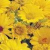 MRS Seeds & Mixtures Zomerbloemen Gele Tinten - Mix -Tuinwinkel image 247