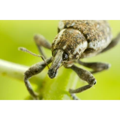 ECOstyle Aaltjes Val Tegen Taxuskever -Tuinwinkel image 302