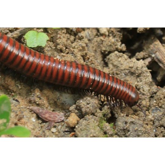 ECOstyle Aaltjes Tegen Miljoenpoten 5 ECOstyle Aaltjes Tegen Miljoenpoten - Afbeelding 3