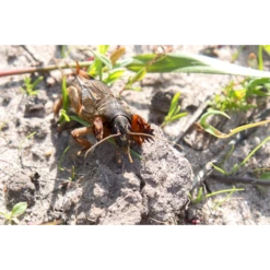 ECOstyle Aaltjes Tegen Veenmollen 7 ECOstyle Aaltjes Tegen Veenmollen -Tuinwinkel image 334