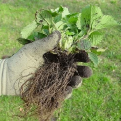 De Wiltfang Foxgloves Original -Tuinwinkel image 356