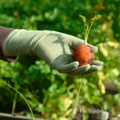 De Wiltfang Foxgloves Original -Tuinwinkel image 357