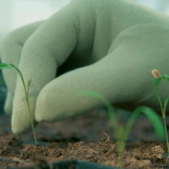 De Wiltfang Foxgloves Original -Tuinwinkel image 358