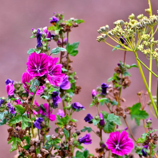 Blossombs Adventskalender - Xmas 3 Blossombs Adventskalender - Xmas