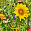 MRS Seeds & Mixtures Bloemenmix Paardenweide -Tuinwinkel image 62