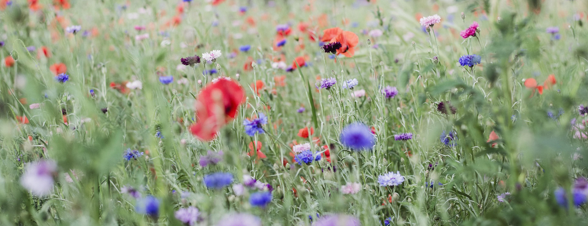 Tuinwinkel 1 Tuinwinkel -Tuinwinkel luka 5249892 1920