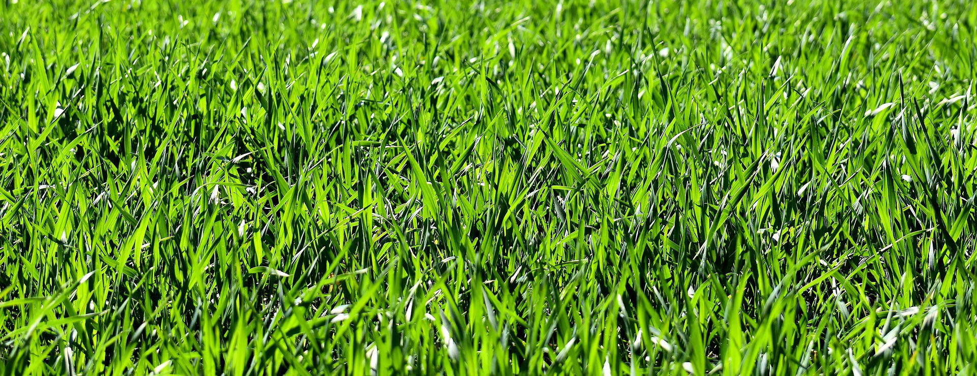 Tuinwinkel 3 Tuinwinkel -Tuinwinkel meadow 2184989 1920